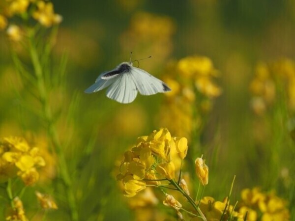 おはようございます♪