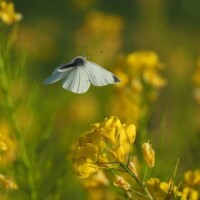 おはようございます♪