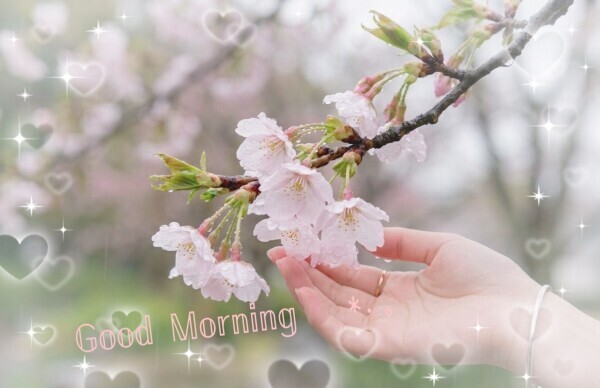 𝔾𝕠𝕠𝕕 𝕄𝕠𝕣𝕟𝕚𝕟𝕘 ☀︎*.｡