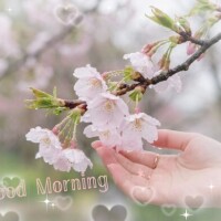 𝔾𝕠𝕠𝕕 𝕄𝕠𝕣𝕟𝕚𝕟𝕘 ☀︎*.｡