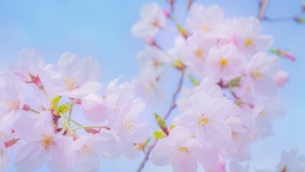 今夜市原ルームです🌙