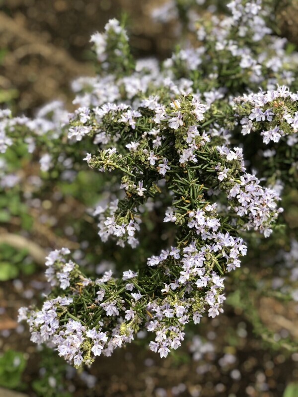 おはようございます☘️