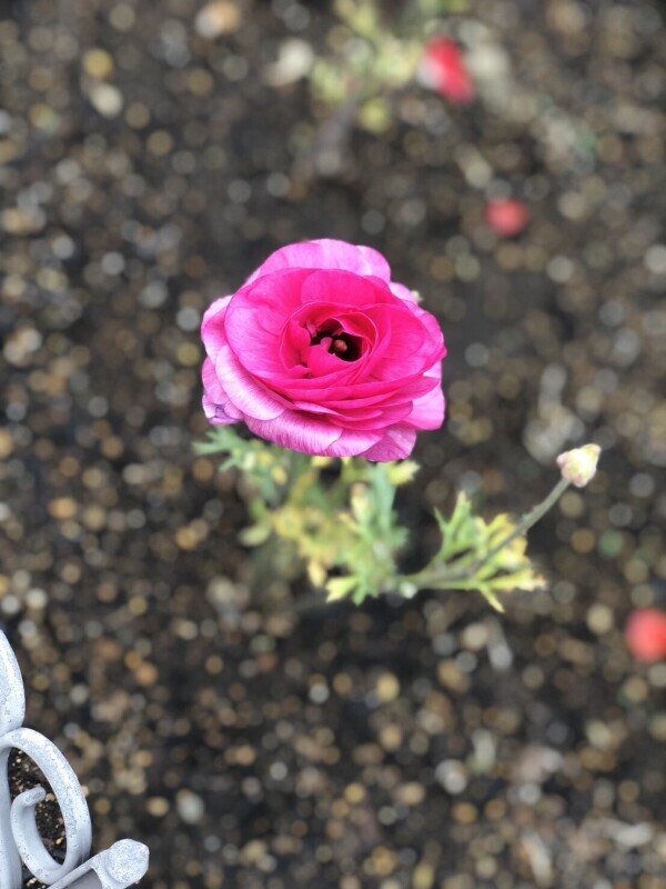 おはようございます🌸