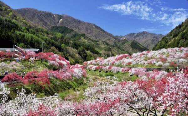 こんな景色が見てみたい😍😆🌸✨️