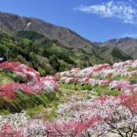 こんな景色が見てみたい😍😆🌸✨️