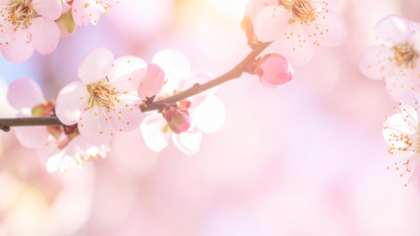 今夜市原ルームです