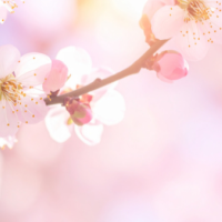 今夜市原ルームです