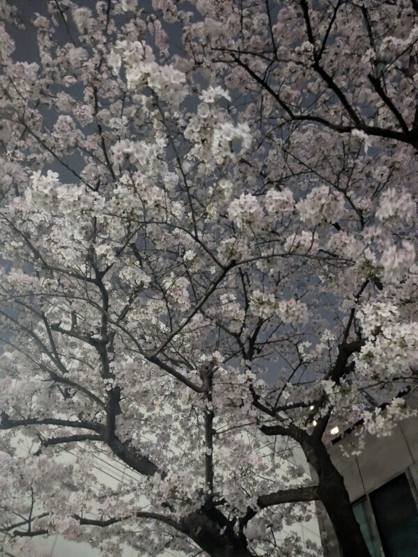 夜桜🌸🌙