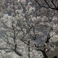 夜桜🌸🌙