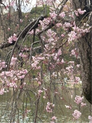 ぴえー(◍˙∞˙◍)