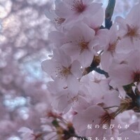 Cherry blossoms