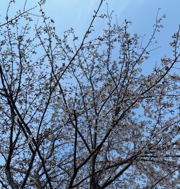 おはようございます