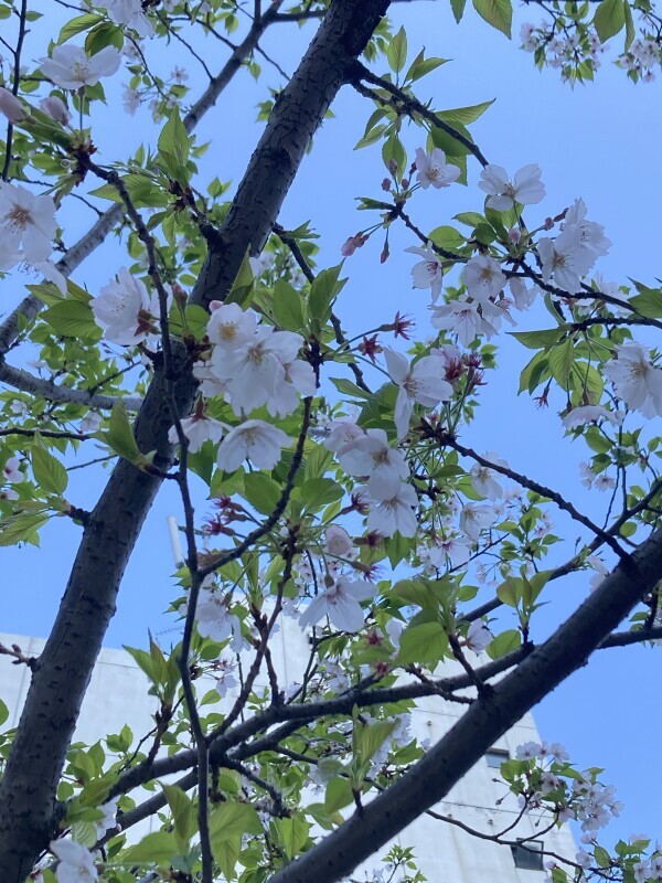 おはようございます