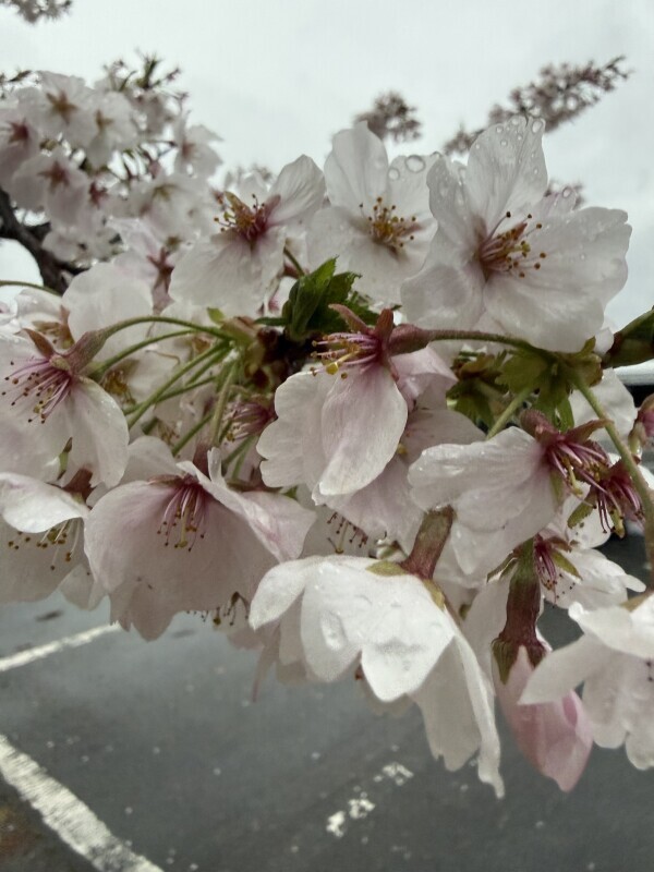 おはようございます