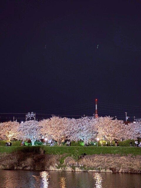 夜桜🌸