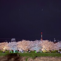 夜桜🌸