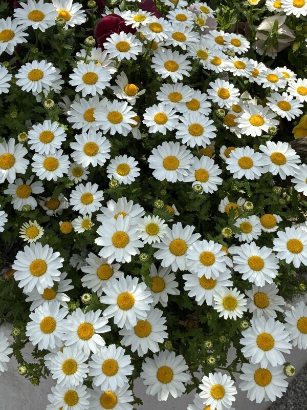 こんにちは☘️