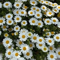 こんにちは☘️