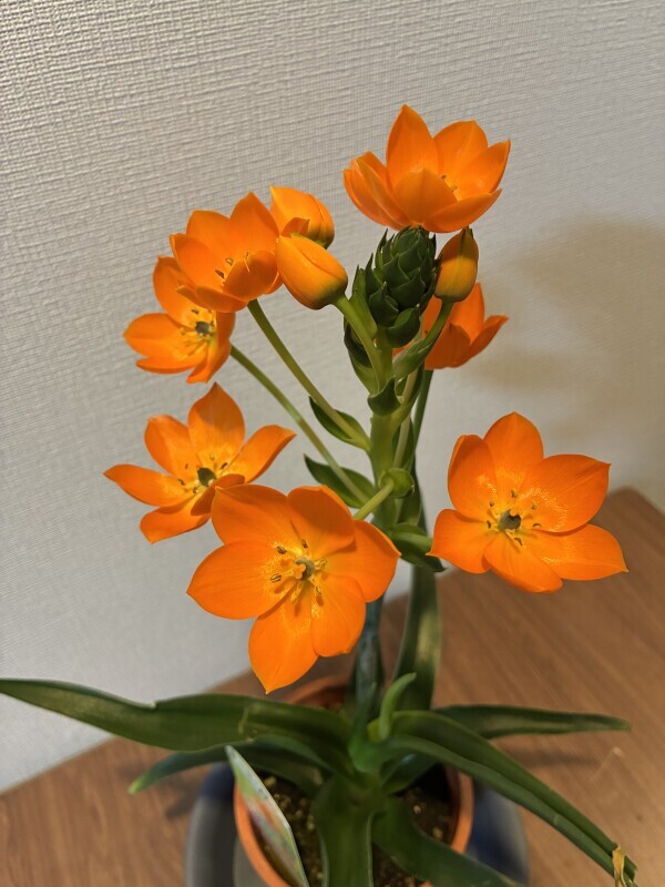 おやすみなさい🫶🏻