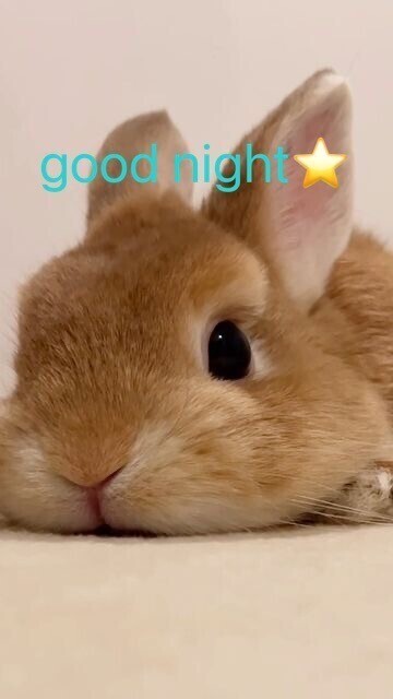 🌙⭐️🌙⭐️🌙