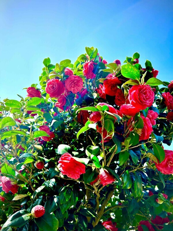 おはようございます☀️