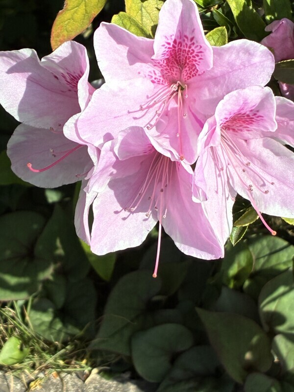 おはようございます☘️