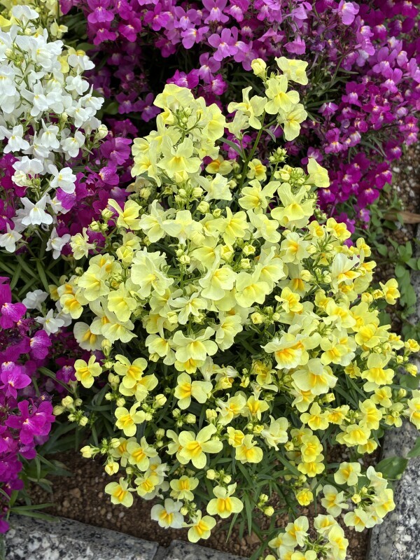 おはようございます☺️