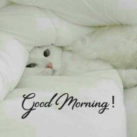 おはようございます