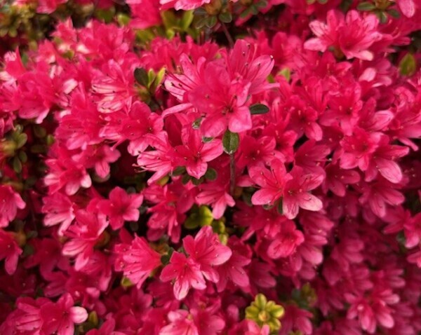 おはようございます