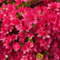 おはようございます