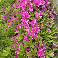 おはようございます🍍