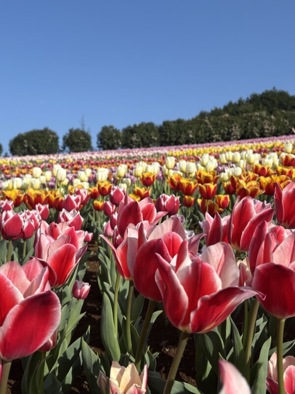 🌷🌷🌷