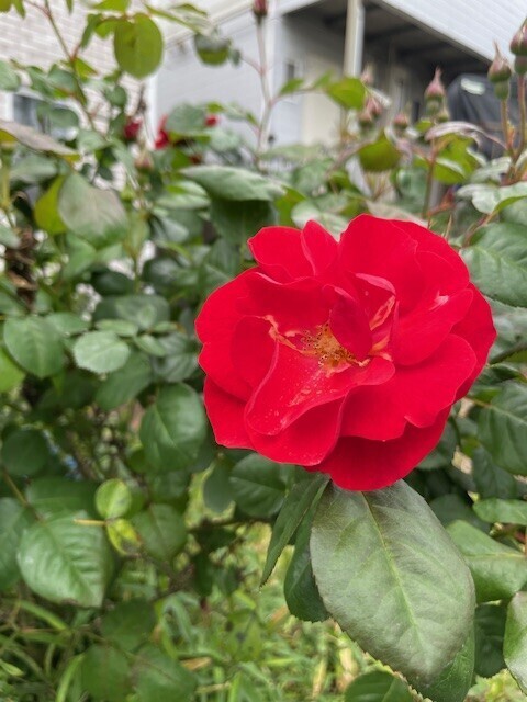 おはようございます☀