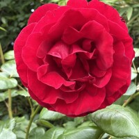 おはようございます💕