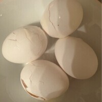 鳥頭のゆで卵