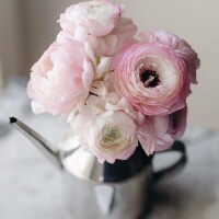 Re: 🌹