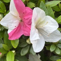 おはようございます♡