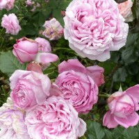 5月17日からデビュー♪
