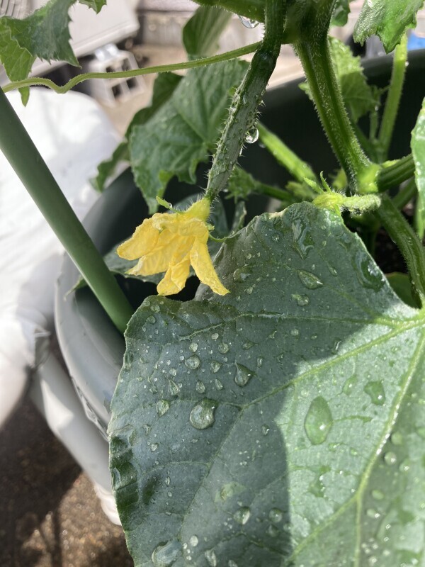 おはようございます