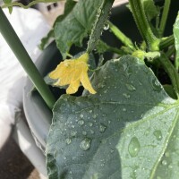 おはようございます