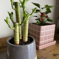 おはようございます☀