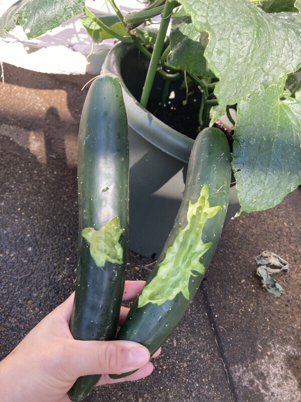 おはようございます