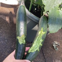 おはようございます