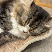 おやすみ