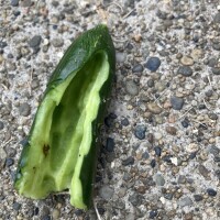 こんばんは