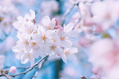 心待ちの瞬間🌸
