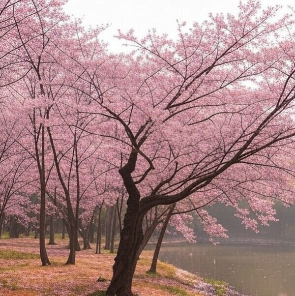 桜の季節ですね！