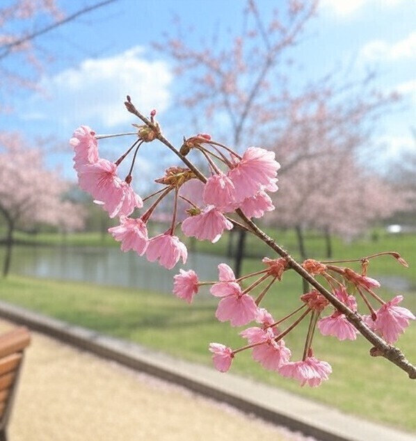 本日も🌸