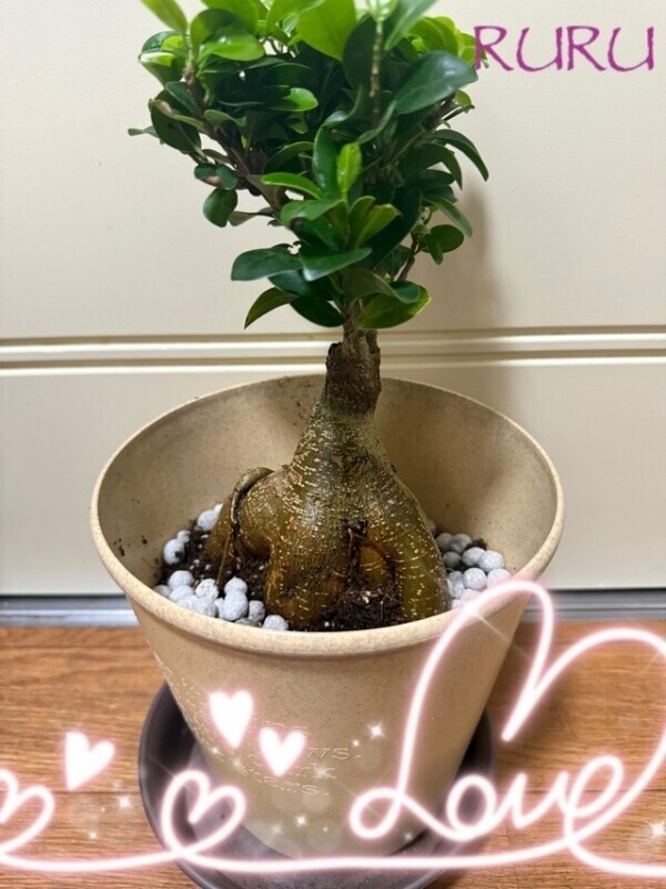 幸福❤️