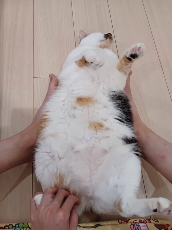 にゃん🐱